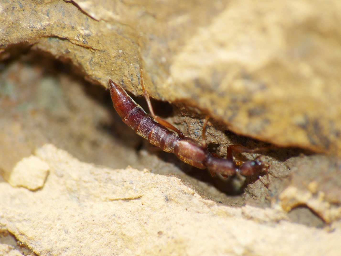 Staphilinidae misterioso: Procirrus lefebvrei